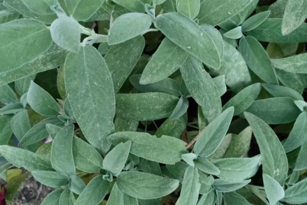 Conheça a planta que controla o açúcar no sangue e melhora a memória