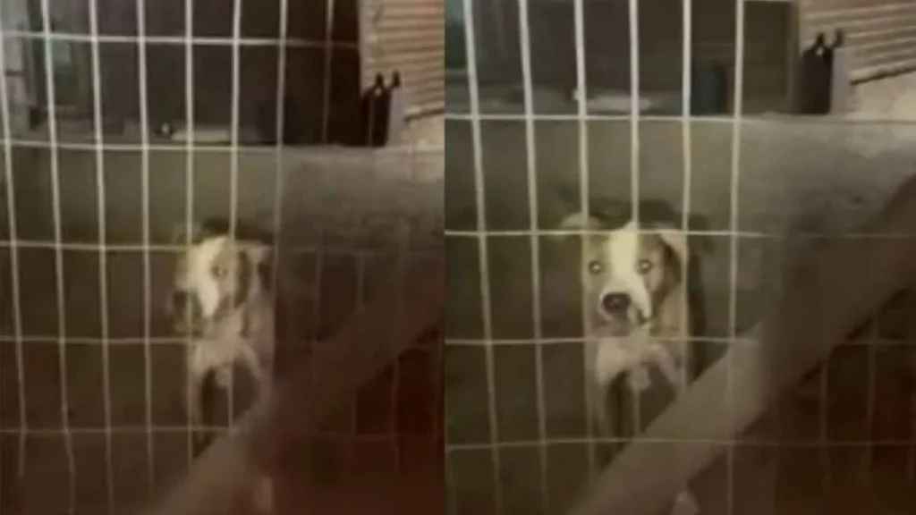 Cachorros de vizinho invade casa, mata cão e ataca mulher em Porto Alegre