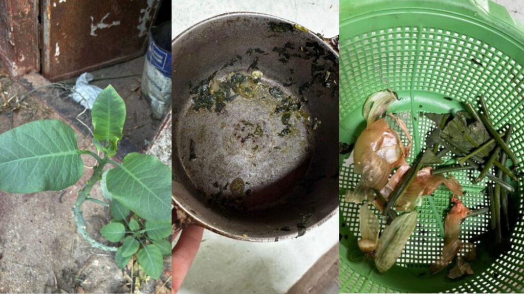 Três de quatro pessoas intoxicadas com “falsa couve” seguem na UTI em MG