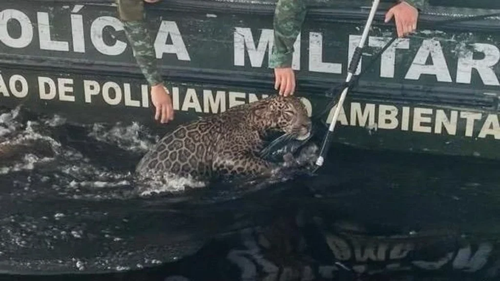 Vídeo: onça-pintada ferida por tiros é resgatada no Rio Negro