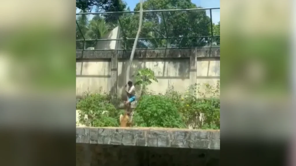 Homem morto por leoa em zoológico de João Pessoa (PB) já foi preso 10 vezes