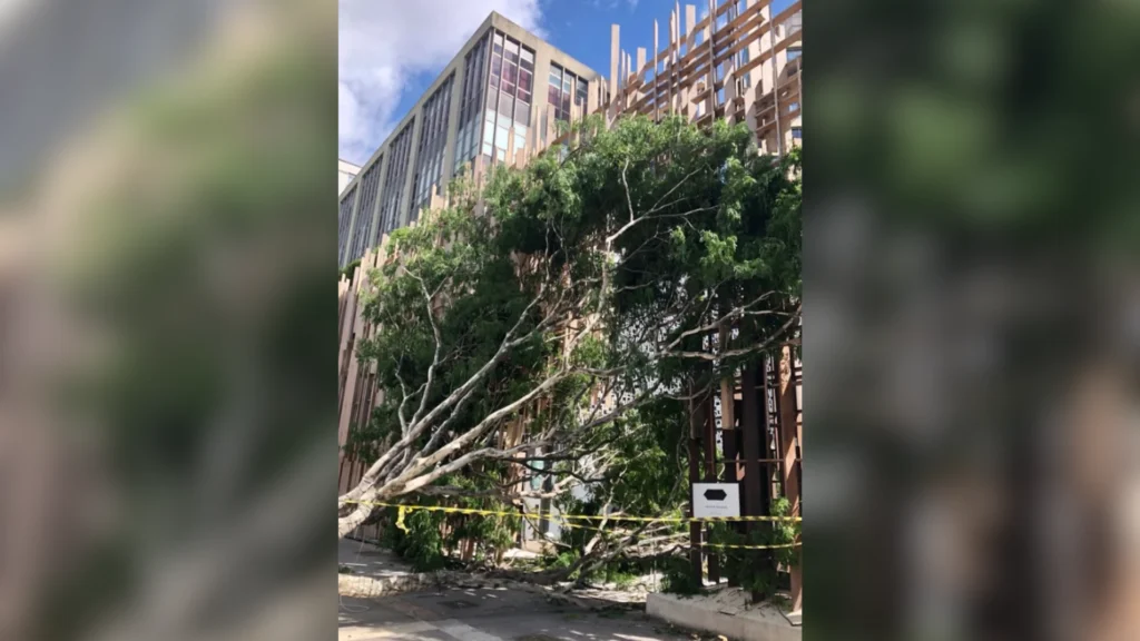 Ciclone atinge São Paulo e causa grandes estragos no estado; confira