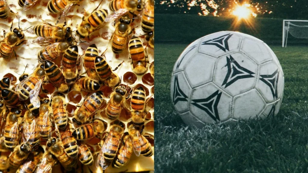 Homem é atacado por abelhas durante jogo de futebol e cai de ponte em PE