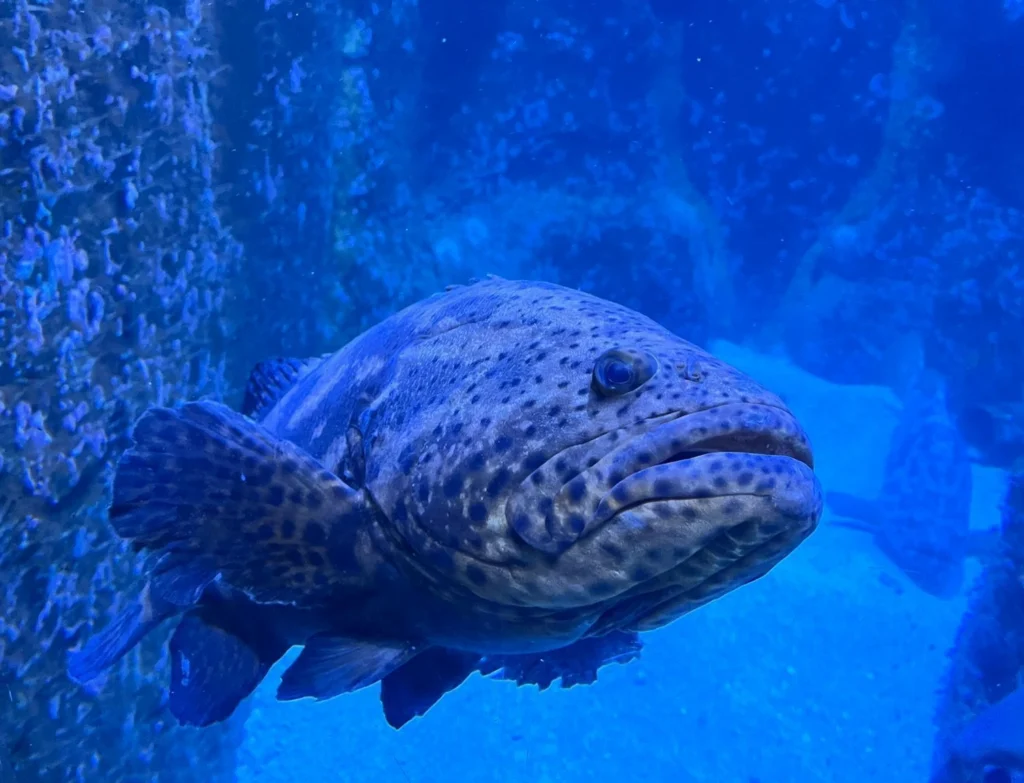 Espécie de 12 milhões de anos, maior peixe ósseo do mundo faz exames em SP