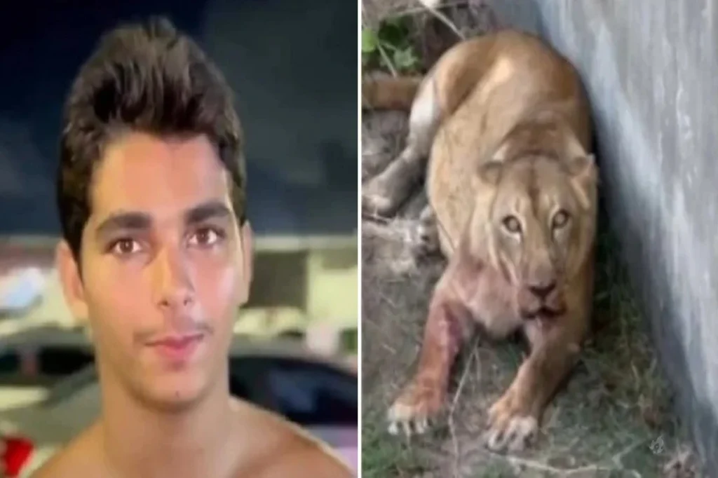 Após ataque fatal, saiba o que será feito com a leoa do zoológico