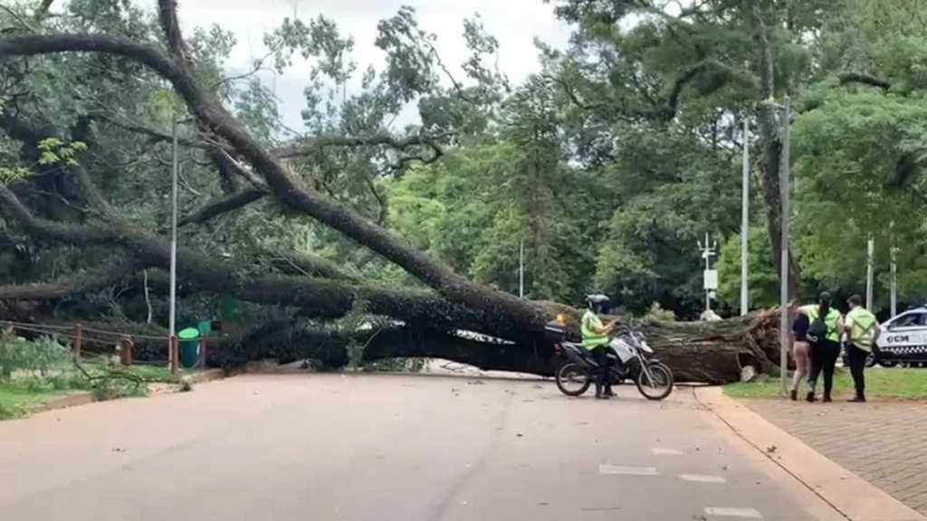 Árvore que caiu no Ibirapuera pode ter tido raízes afetadas por ciclone