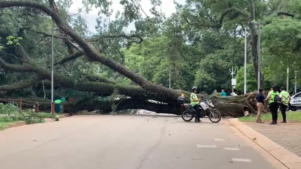 Laudo não apontou risco em árvore que caiu no Ibirapuera, diz Prefeitura
