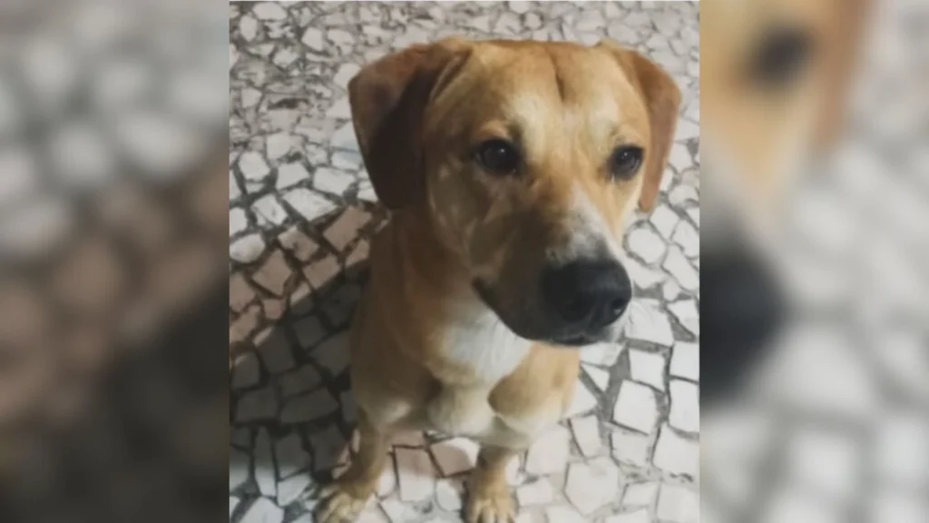 Cão jogado no mar após jovens matarem Orelha é adotado por delegado