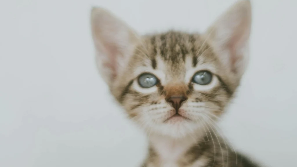 Clínica é condenada após morte de gato com superdosagem de remédio no RN