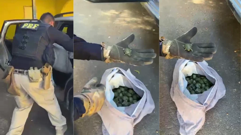 Mais de 600 tartarugas tigre-d’água são apreendidas em carro no RS
