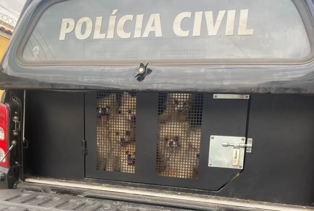 Dezenas de cães Lulu da Pomerânia são resgatados pela polícia em MG