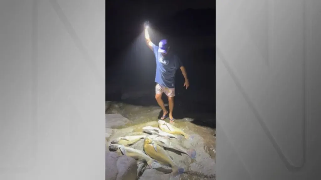 Ibama multa influenciador de SC por pesca de peixe em extinção