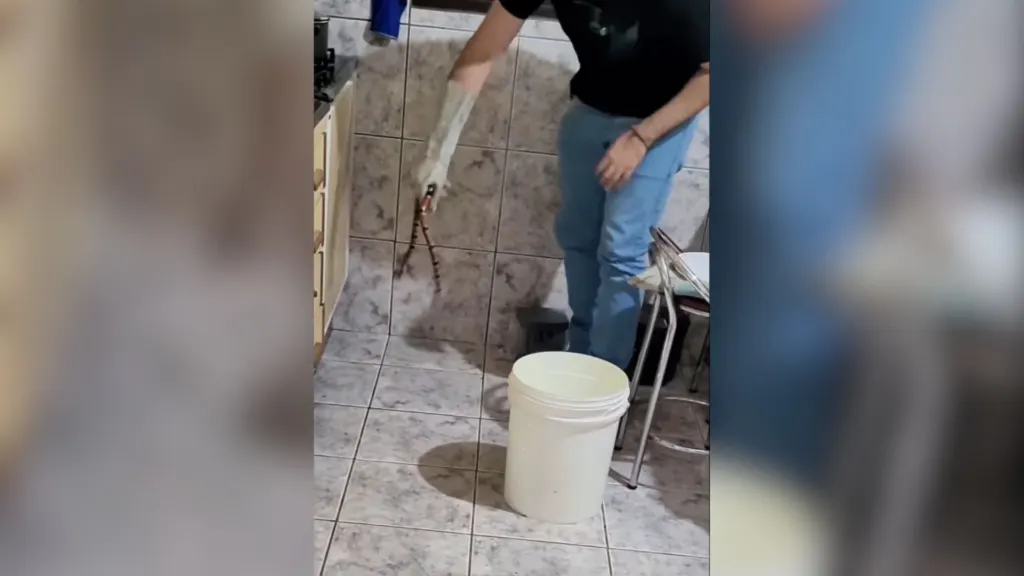 Cobra coral peçonhenta é encontrada em cozinha de casa em Santa Catarina